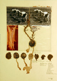 Herbarium</b >
Erd�pfelklauben,
1979 50 x 35,5 cm 